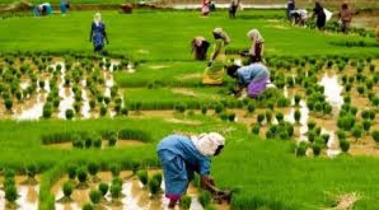 नेकपाका भातृ संगठनहरूद्धारा बाह्र किलोमा श्रमदान