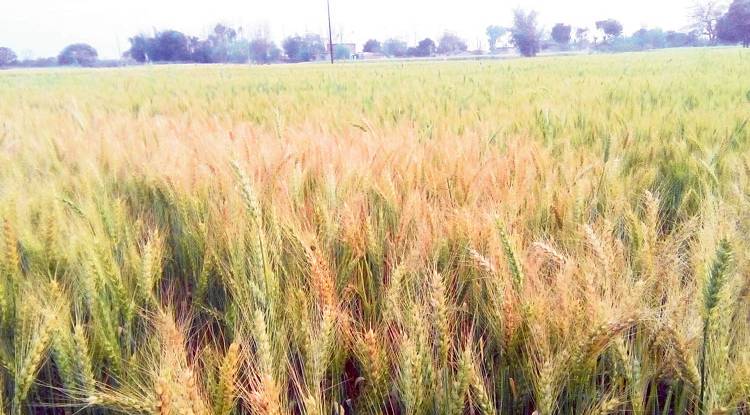 मधेशमा गहुँ काट्ने मसिन