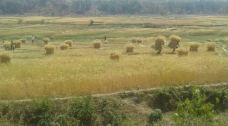 नेकपा दाङद्धारा जनश्रमदान