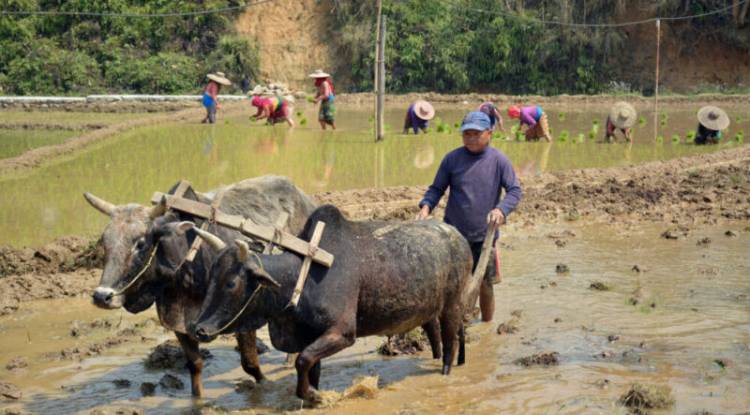 तनहुँका कृषकलाई चैते धान रोप्न चटारो