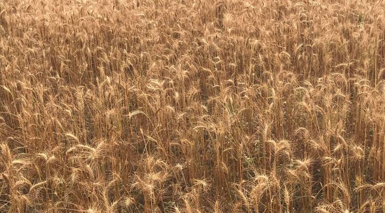  तिलोत्तमाद्धारा गहुँको न्यूनतम समर्थन मूल्य निर्धारण