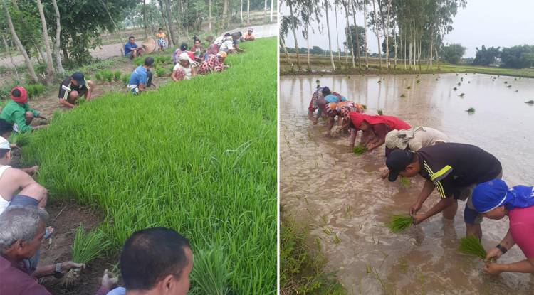 नेकपा सर्लाही जनश्रमदानमा