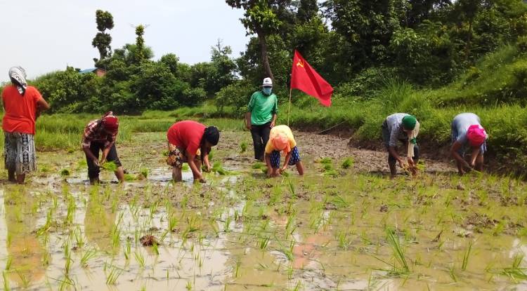 असार १५ : रोपाइँमा दही-चिउराको संस्कृति