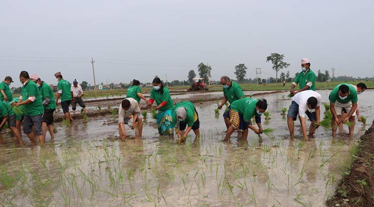दाङमा ६० प्रतिशत धान रोपाइँ