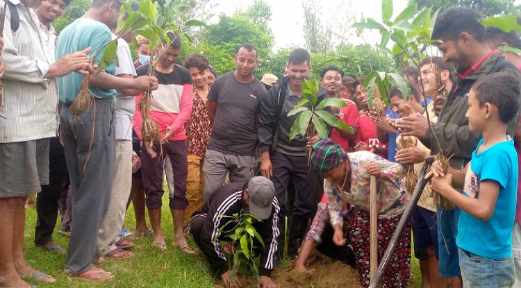 नेकपाका महासचिव विप्लवको नेतृत्वमा कपिलवस्तुमा वृक्षारोपण