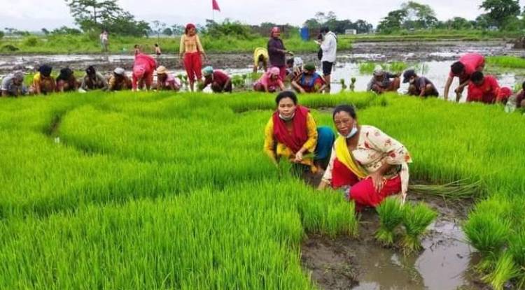  चितवनमा नेकपाद्वारा खेत रोपाइँ