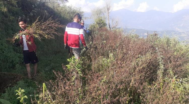 चिराइतोले उचित मूल्य नपाउँदा किसान मारमा 