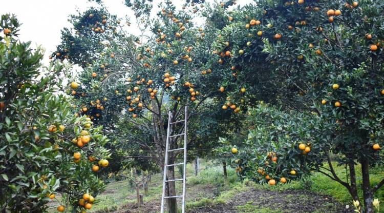 म्याग्दीको एउटै गाउँमा ४० लाखको सुन्तला
