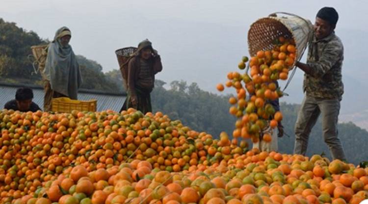 बागलुङको एउटै गाउँमा डेढ करोडको सुन्तला उत्पादन