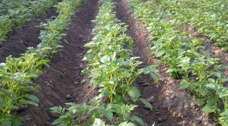 पाल्पामा सामूहिक आलु खेती 