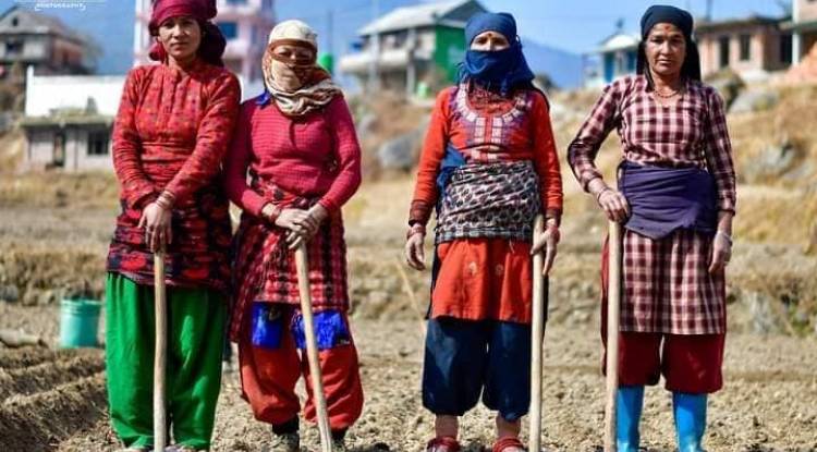 अर्घाखाँची जिल्लाका कृषकहरु आधुनिक खेतीमा आकर्षित